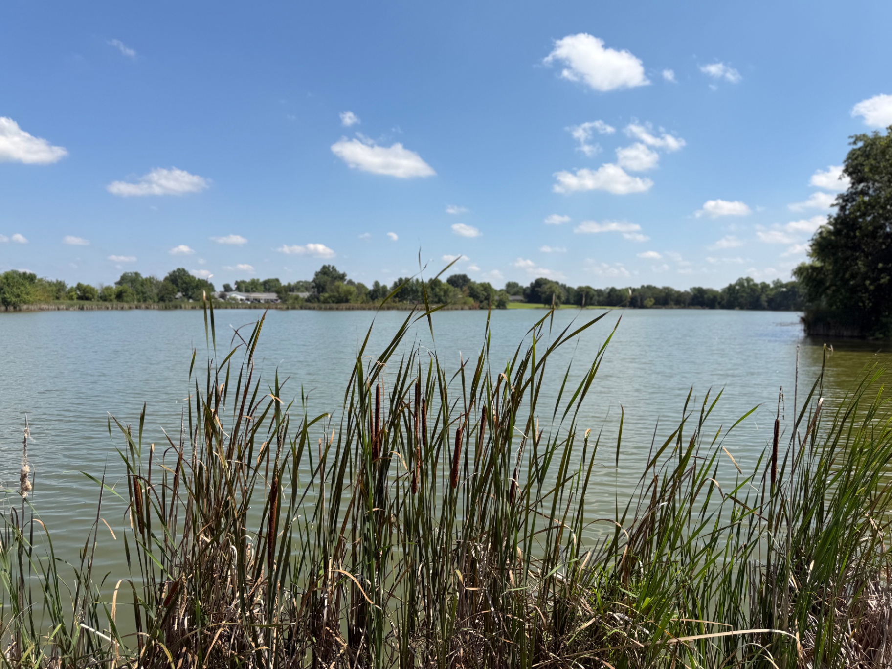Lincoln city lake with cattails in the foreground
